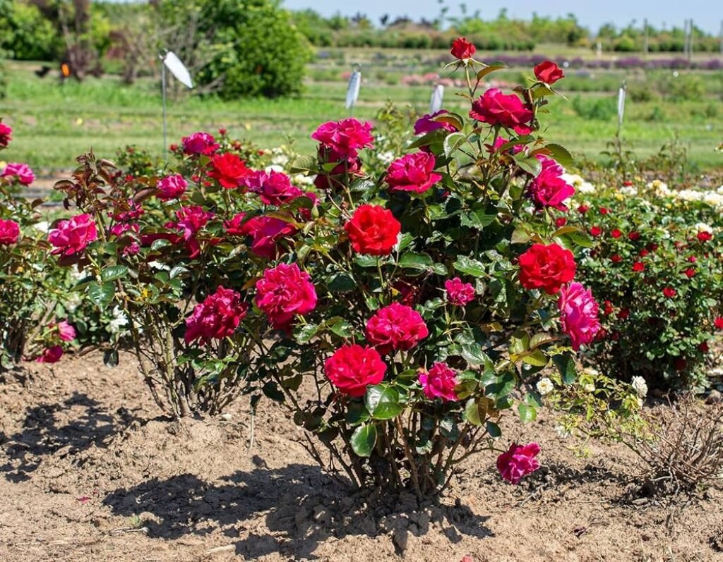 Hybrid Tea Roses