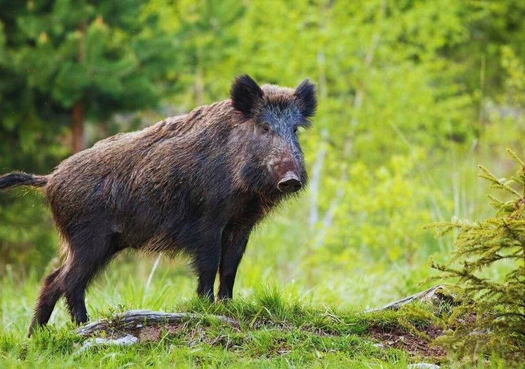 Wild Boars