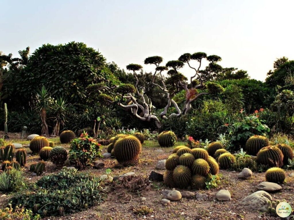 Cactus Garden