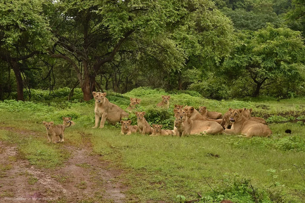 Conservation Efforts in Gir National Park