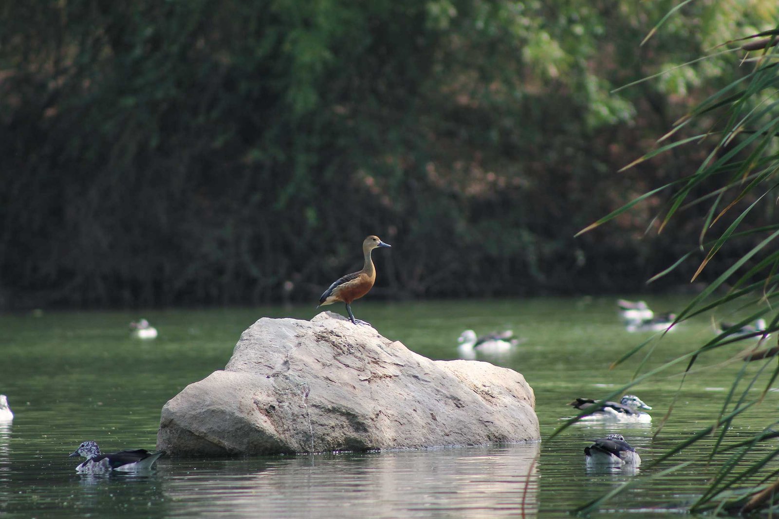 Jambughoda Wildlife Sanctuary