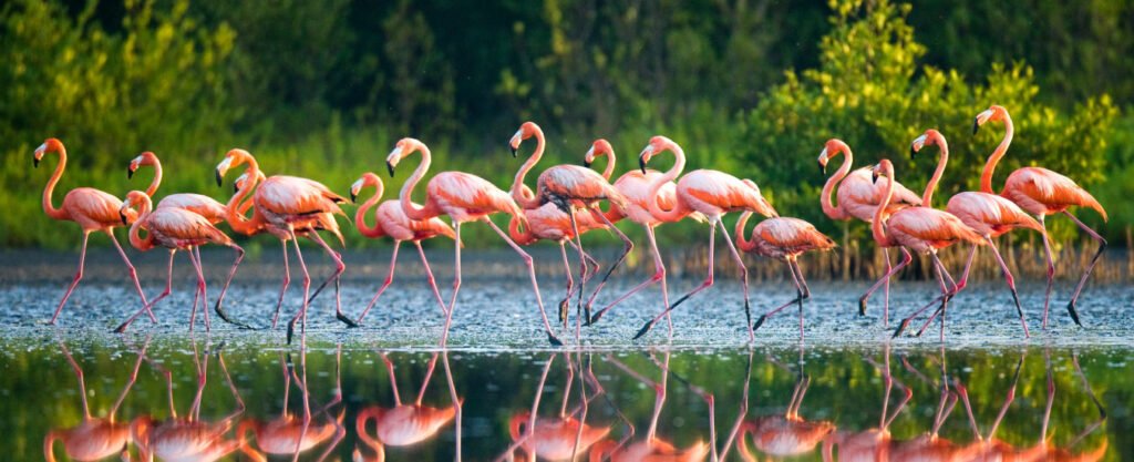 Nal Sarovar Bird Sanctuary