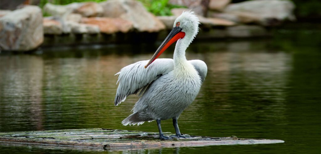 Nalsarovar Bird