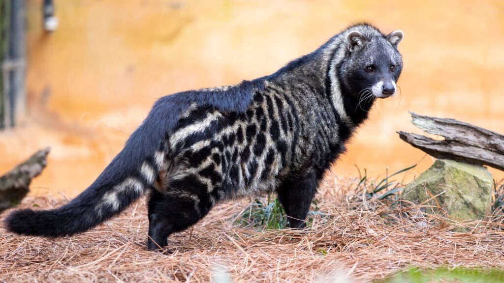 Civets