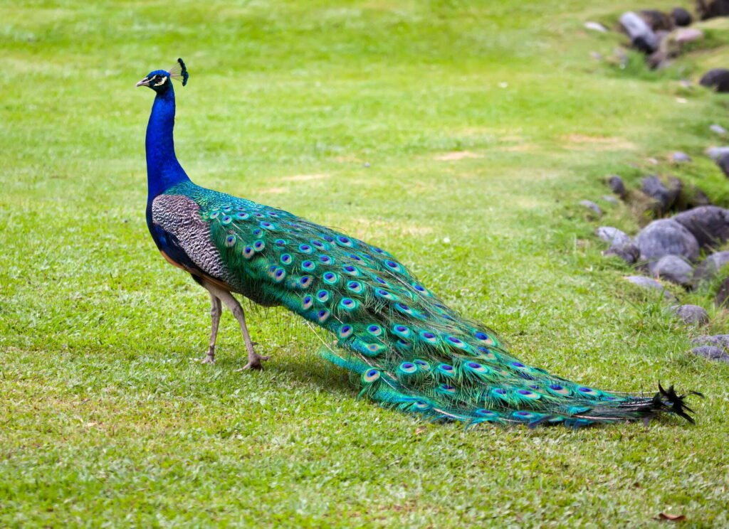 Peacock