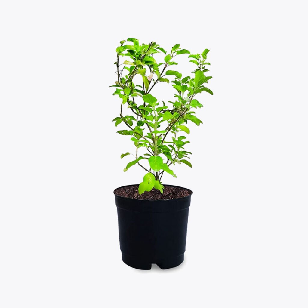 Tulsi