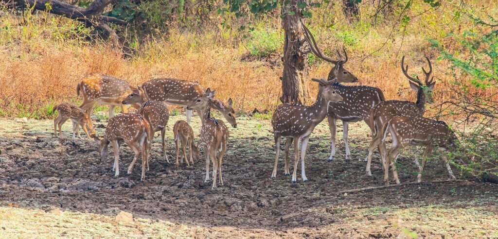 Vansda National Park