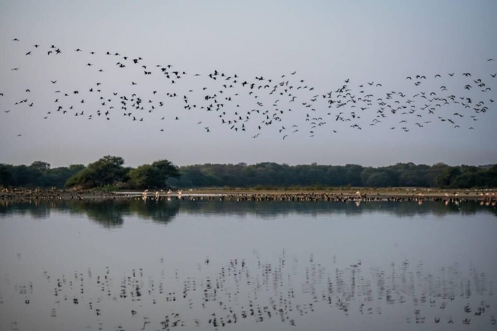 Significance of Thol Lake Wildlife Sanctuary