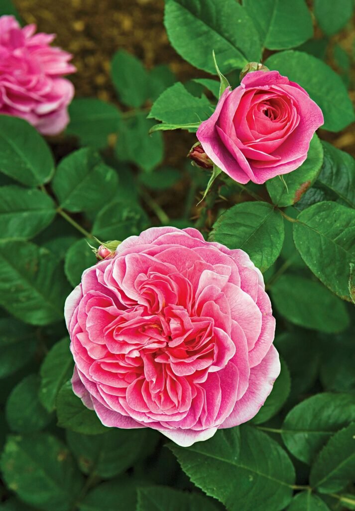 Shrub Roses