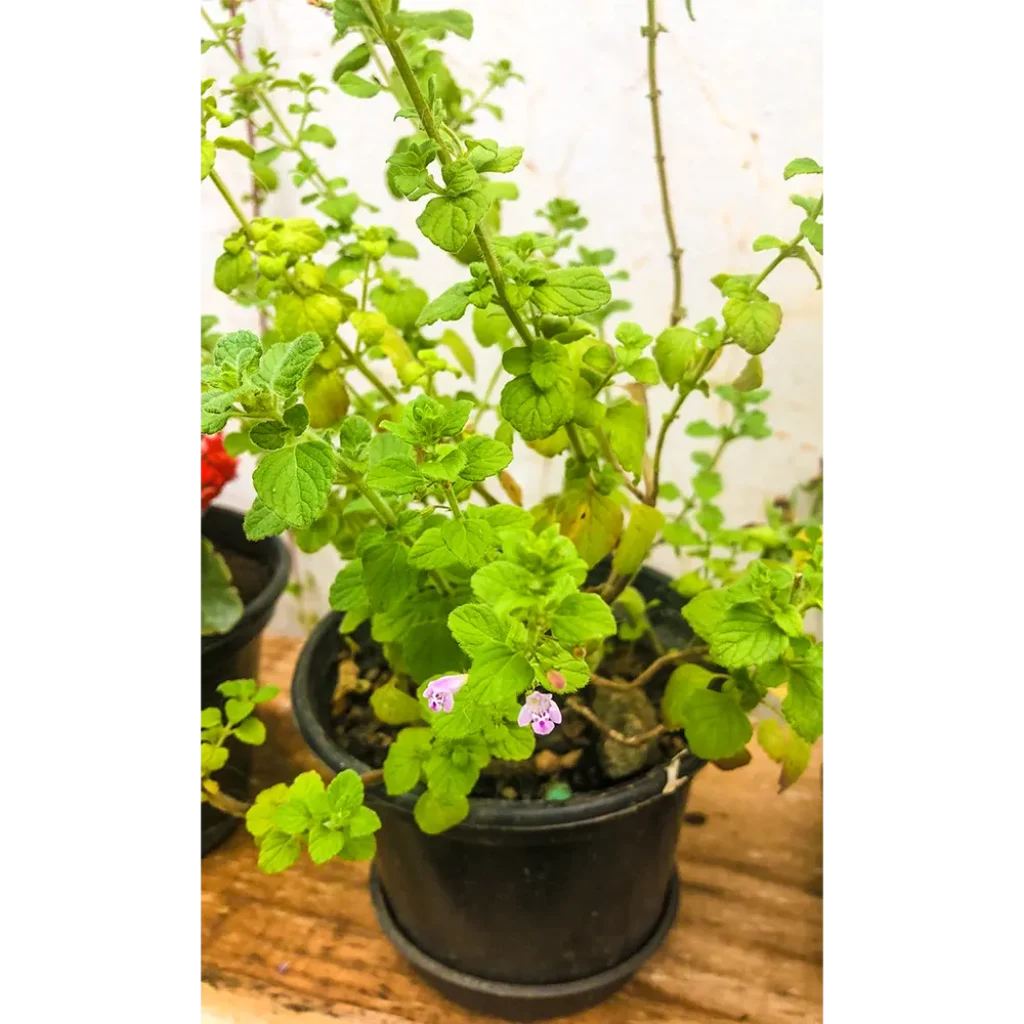 mint plant