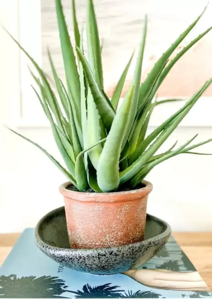 Aloe Vera Plant