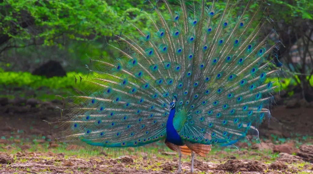 Peacock