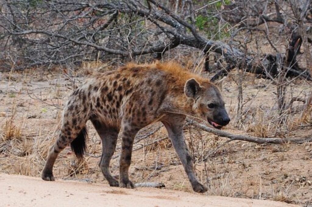 purna wildlife sanctuary Hyenas