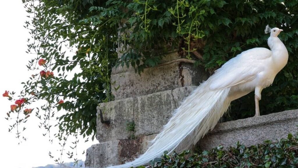 White Peacock