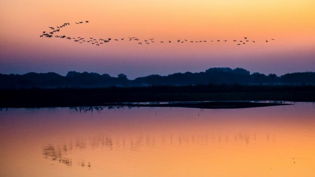 Thol Lake Wildlife Sanctuary