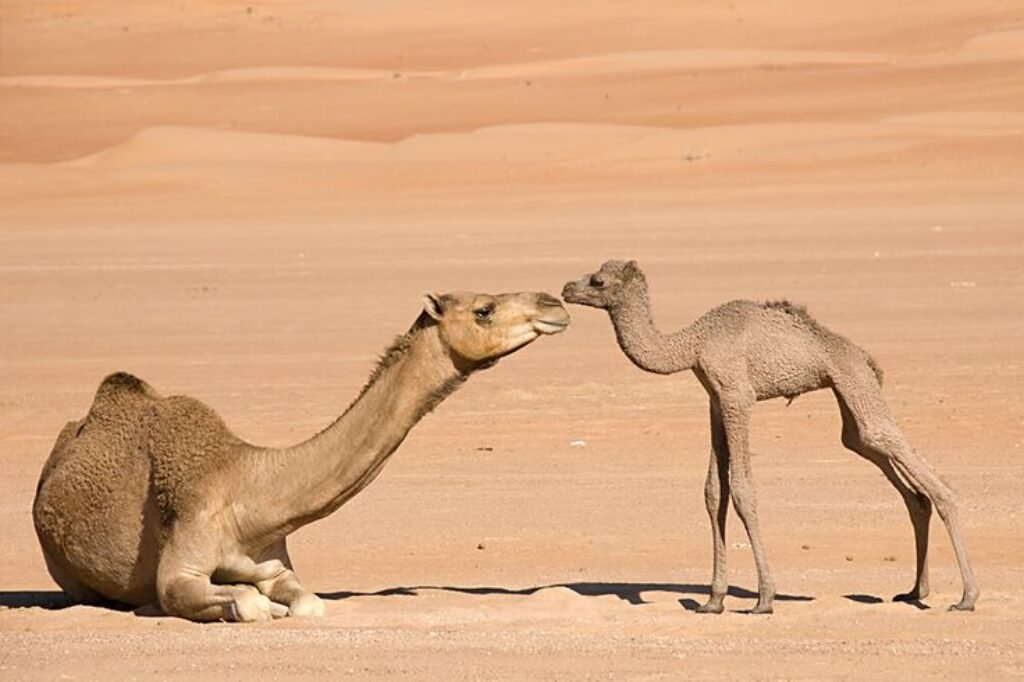 Baby Camel