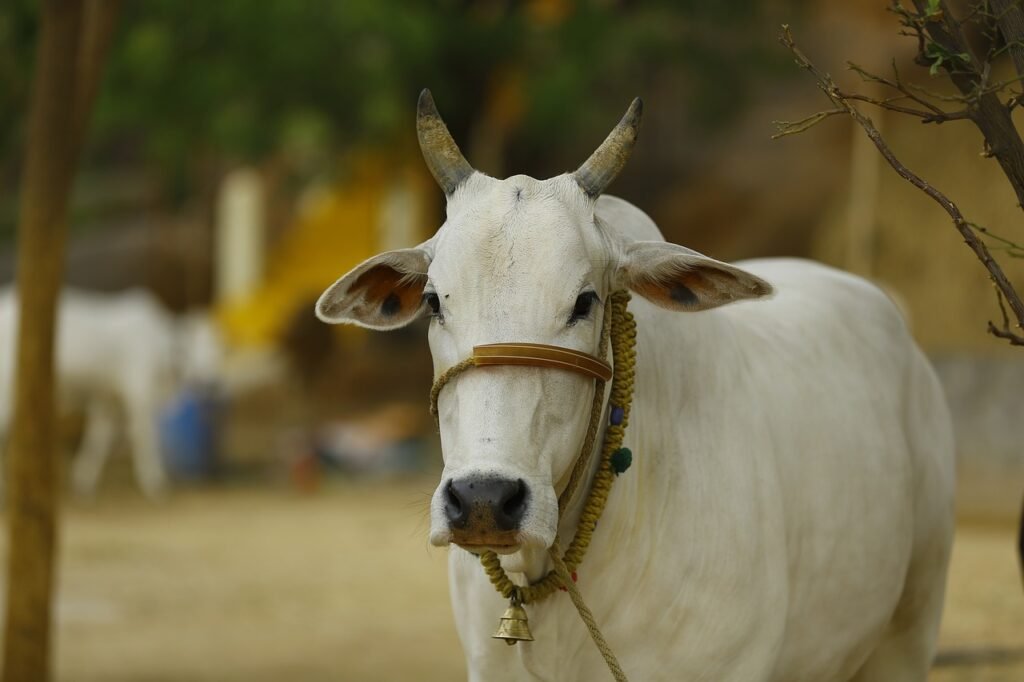 ગાય