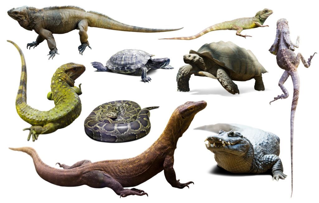 સરિસૃપ પ્રાણીઓ